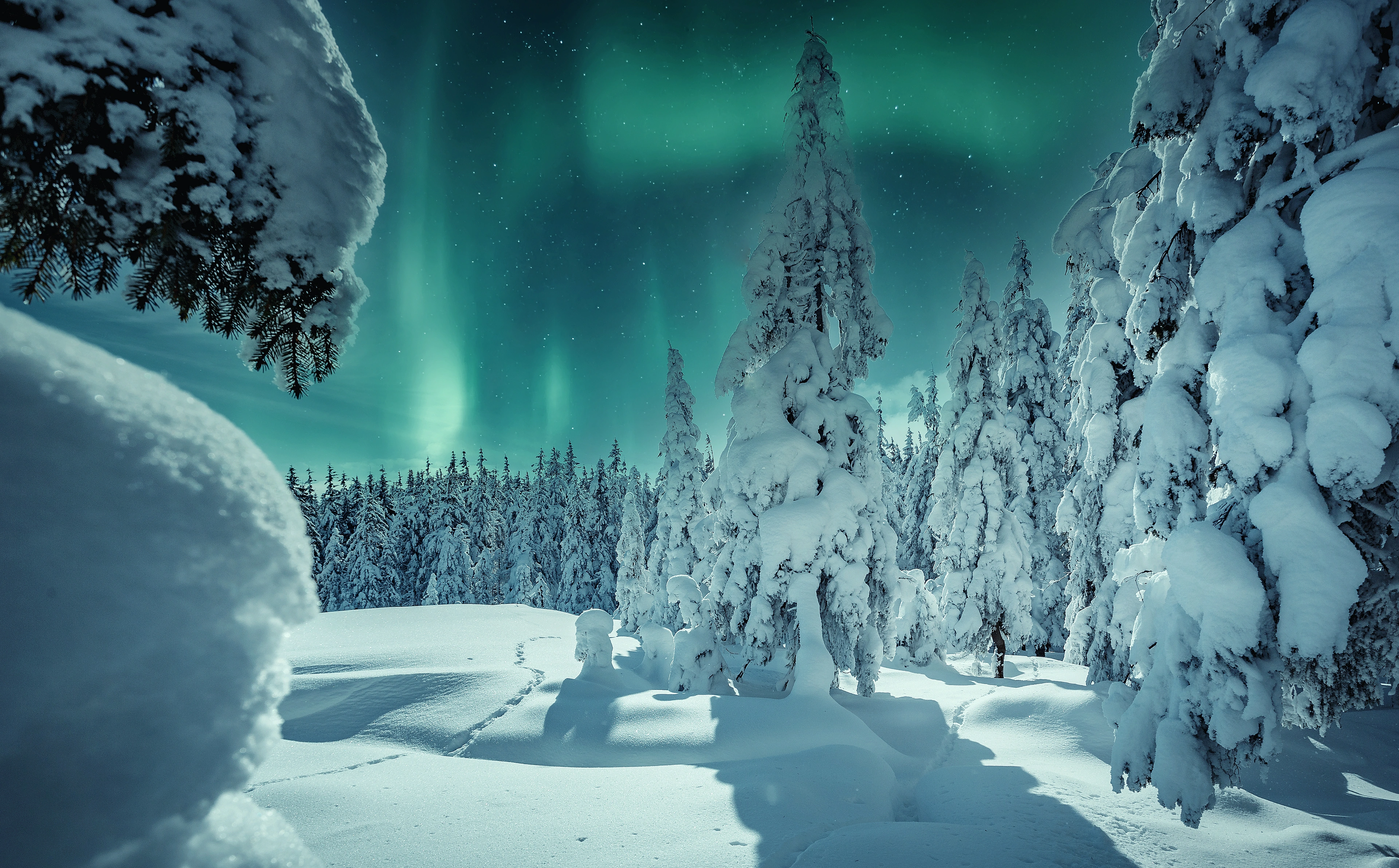 Northern lights above a quiet, snow-covered forest.