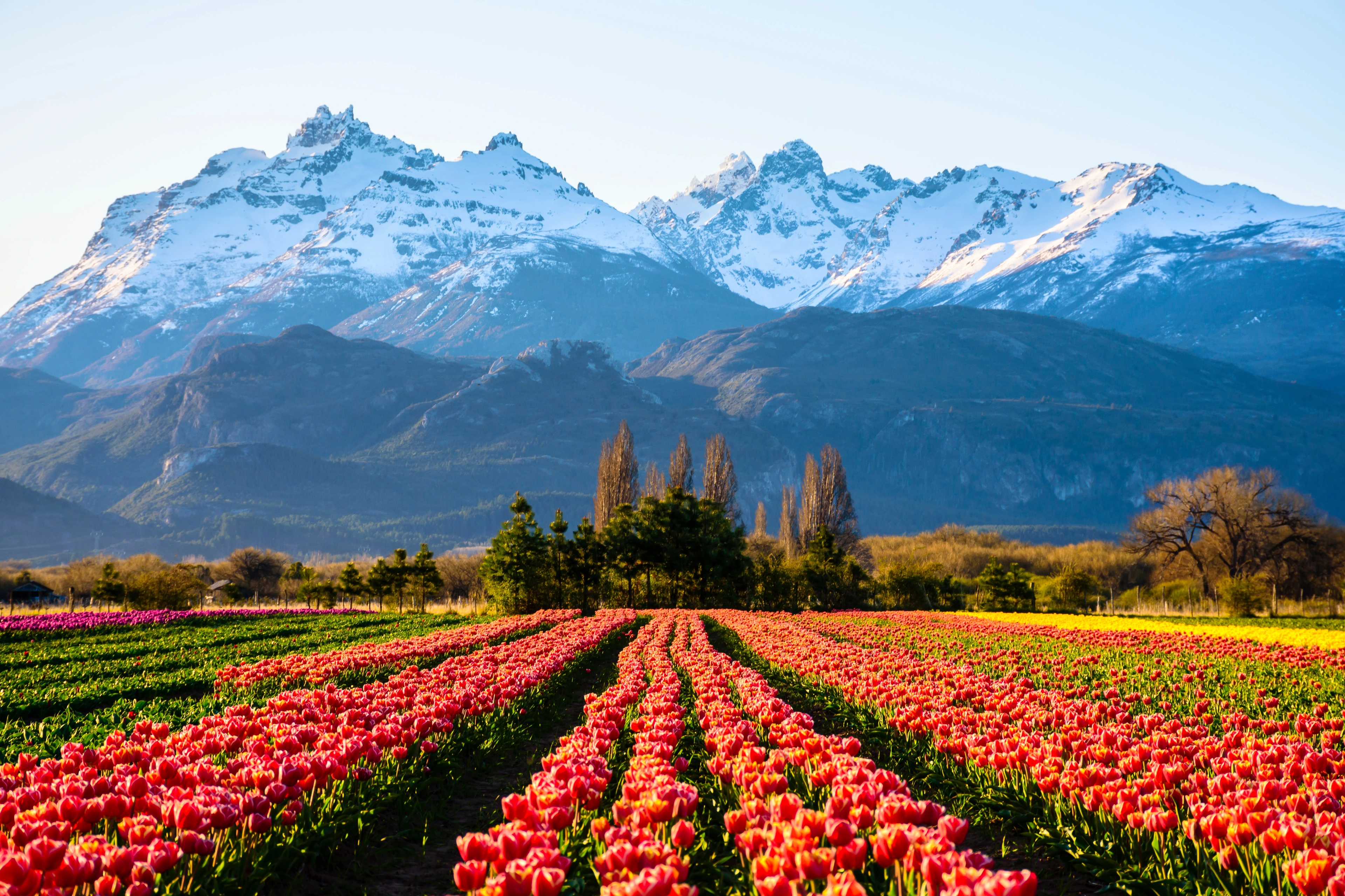 Colourful tulip fields beneath snow-capped mountains.